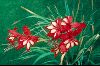 <em>Gladiolus cardinalis</em>